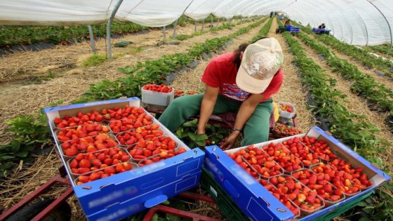 إسبانية والمغرب: عملية جني الفراولة والفواكه الحمراء كانت إيجابية