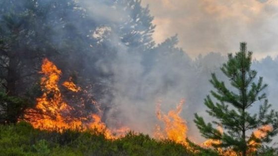 شفشاون : ارتفاع المساحة المتضررة من حريق غابة عشاشة إلى 470 هكتارا