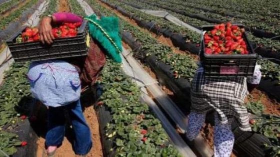 إسبانيا ترغب في تشغيل مايقارب 16 ألف و500 عاملة مغربية في حقول الفراولة