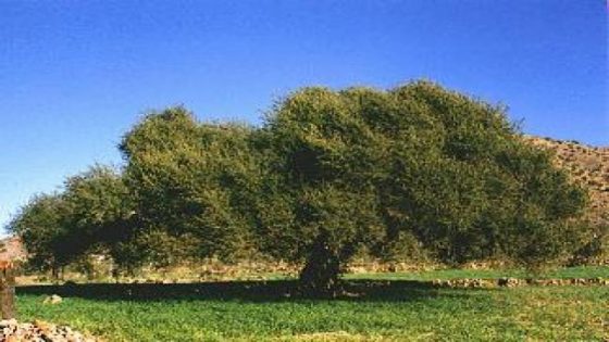 أكادير على موعد مع حدثين دوليين بارزين حول شجرة الأركان ومحيطها الحيوي