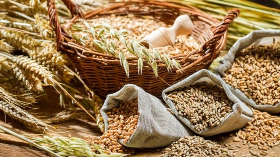 انخفاض يقارب 60% من إنتاج الحبوب خلال الموسم الفلاحي 2019-2020