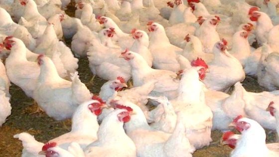 غلاء مفاجئ في أثمنة الدجاج والجمعية توضح