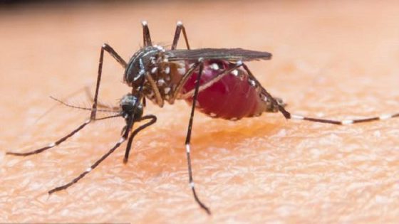 الملاريا تنتشر بالجزائر والأخيرة تعلن عن رقم مخيف