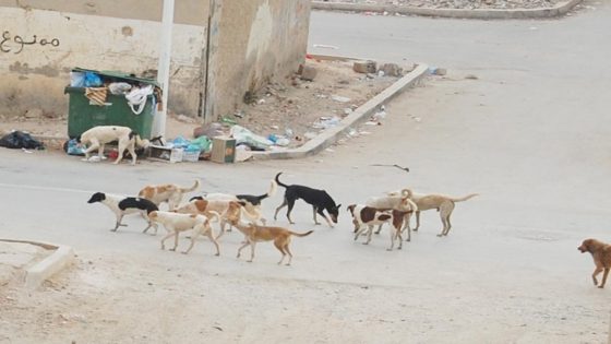 أكادير: ساكنة “الحي المحمدي” تستنكر انتشار الكلاب الضالة