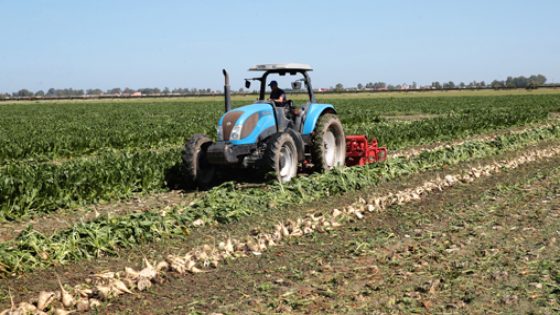 Lancement de la campagne d’usinage de la betterave à sucre, lundi (29/04/19) dans la commune rurale Sefsaf (province de Sidi Kacem).