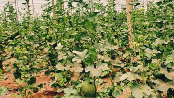 كلميم: تطور كبير في زراعة البطيخ الأصفر