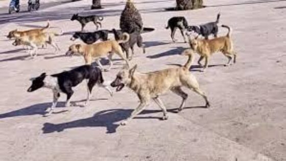 أكادير: سكان حي رياض السلام يراسلون “أخنوش” بسبب الكلاب الضالة